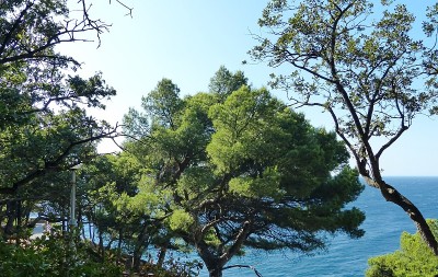 常青树的背景下是一片平静的大海，一片彻底的平静。公园的海景。在炎炎夏日漫步在阴凉的公园里。在克里米亚