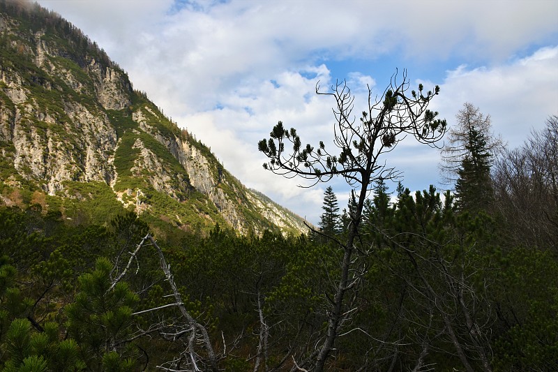 在朱利安阿尔卑斯的他玛山谷上的山与mugo松(Pinus mugo)怒吼