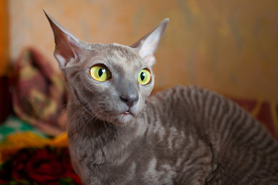 室内的猫