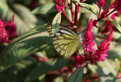 先锋白(Belenois aurota)坐在粉红色天青花银白色的花园。Odisha、印度