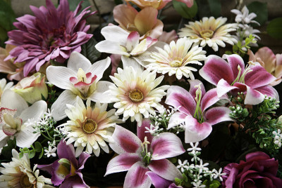 雏菊花心