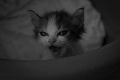 小猫