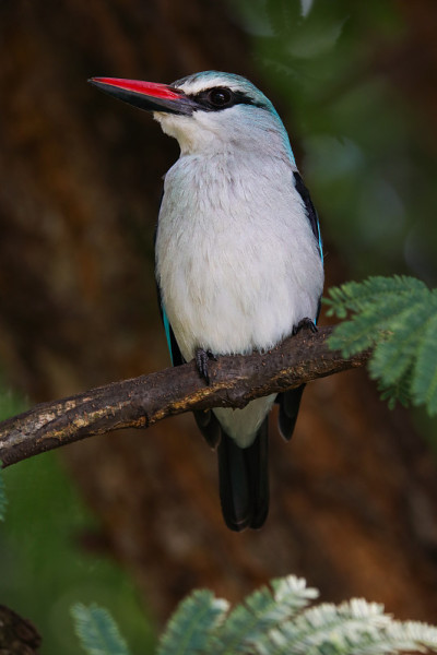 栖息在树枝上的林地翠鸟(Halcyon senegalensis)