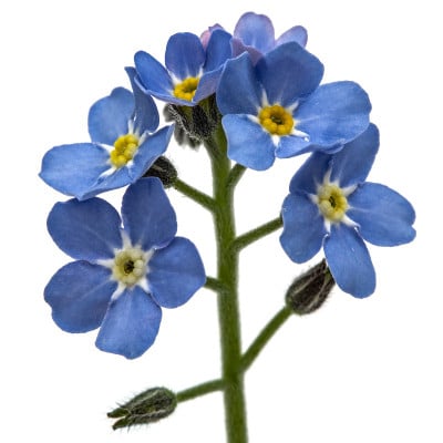淡蓝色的花勿忘我(Myosotis arvensis)，孤立