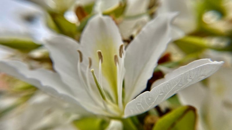 一个白色的木兰花树开花-特写/木兰花/木兰花/木兰花