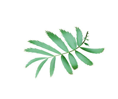 绿色棕榈叶孤立在白色背景与修剪路径