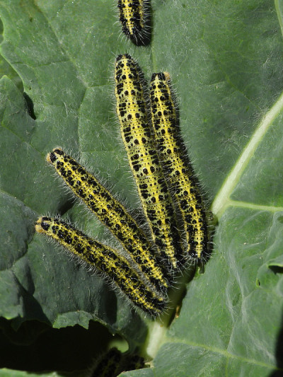 甘蓝(Pieris brassicae) -幼虫期