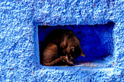 摩洛哥谢夫沙万大街上的猫。Chefchaouen，一座有着蓝色房屋的城市。