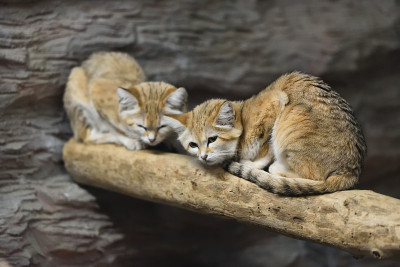 沙猫