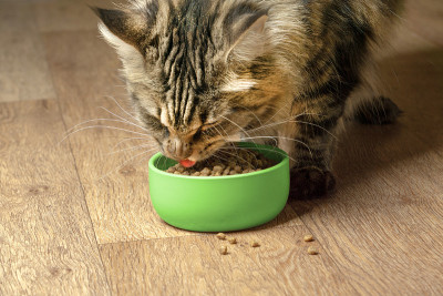 有趣的缅因猫从绿色的碗里吃东西