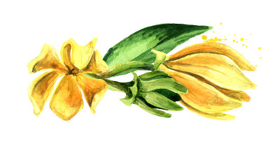 依兰黄花依兰黄花。水彩手绘插图孤立的白色背景