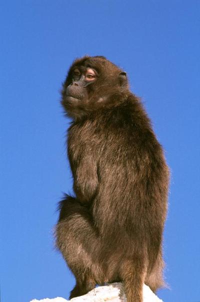 冰冷的狒狒，冰冷的兽首猿，女性对抗蓝天