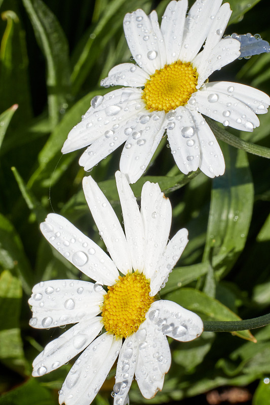 花瓣上缀满雨滴的雏菊