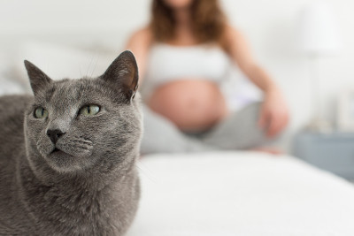 猫和母亲