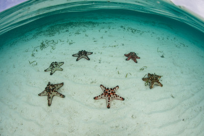 海底巧克力星片
