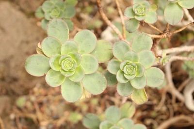 “树屋”植物——鸡血藤