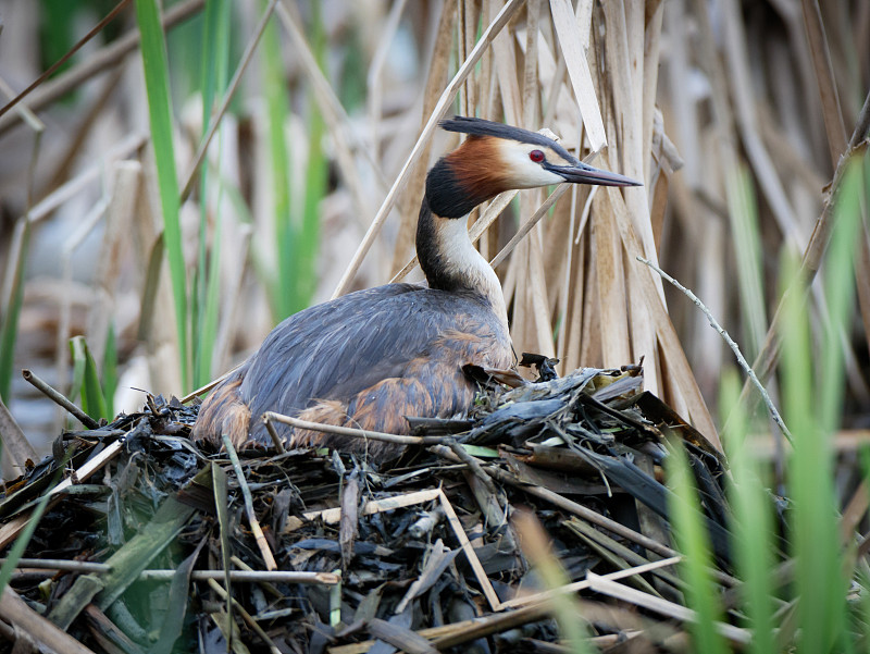 Podiceps cristatus。自然界中大冠毛鸊鷉的巢穴。