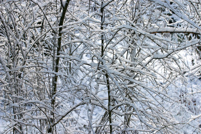 交叉的雪覆盖的树枝背景