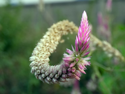 Celosia Spicata (2)