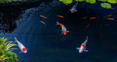 亚洲名鱼锦鲤、各色黑龙江鲤鱼漂浮在人工池塘、水上花园中。，从上面看