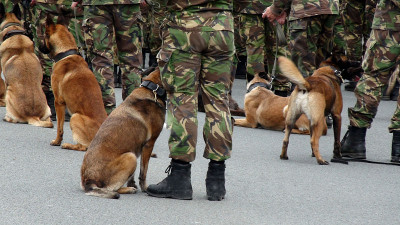 军官与警犬站在一起
