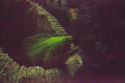 绿色海鳗