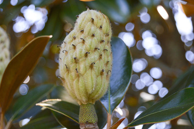 广玉兰芽