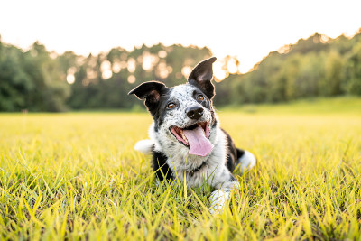 美丽的边境牧羊犬混血