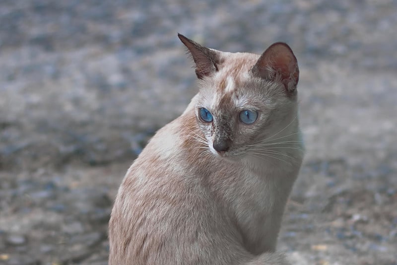 特写的小猫与蓝色的大眼睛。