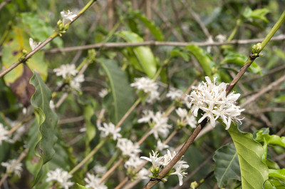 Coffea arabica