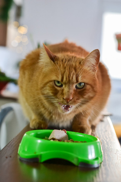 橙色的虎斑猫坐在厨房的台面上吃着绿色盘子里的食物