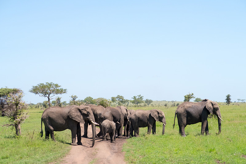 坦桑尼亚塔兰吉尔国家公园里的一群非洲丛林象(Loxodonta Africana)。