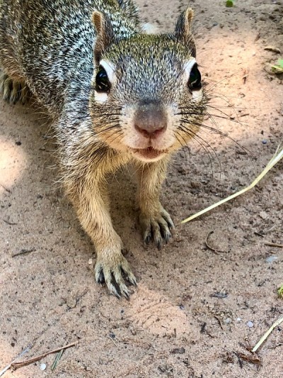 美国自然/锡安国家公园。Narrows.Squirrel。