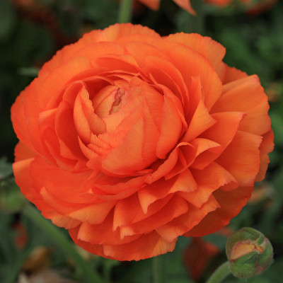 花园里的花，蒙特勒