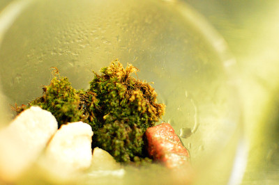 玻璃饲养箱里的岩石和苔藓