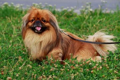 犬种北京人的