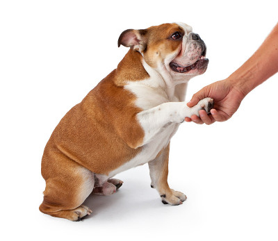英国斗牛犬握手