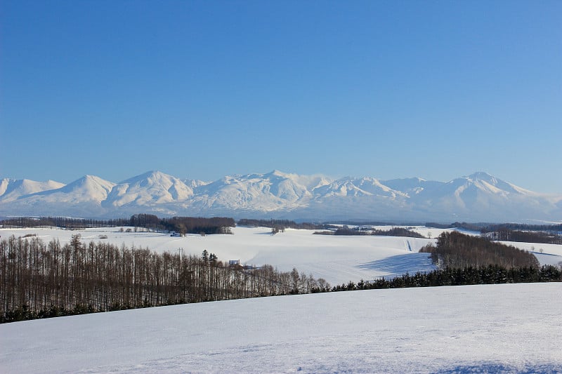 雪山和落叶松森林