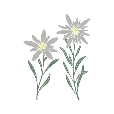 雪绒花花。山工厂。手绘矢量插图素描风格。