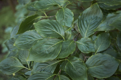 有争议的Cornus