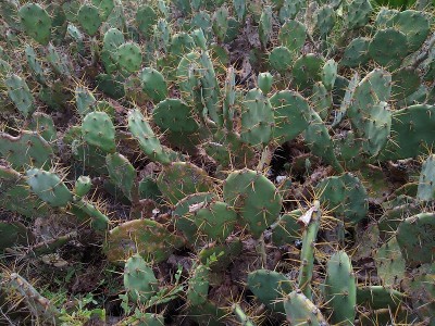 Cactus in the garden