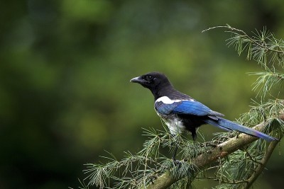 Black Billed Magpie or European Magpie, pica pica,