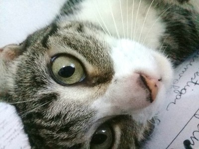 猫