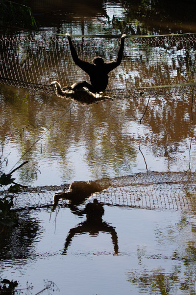 Pileated吉本