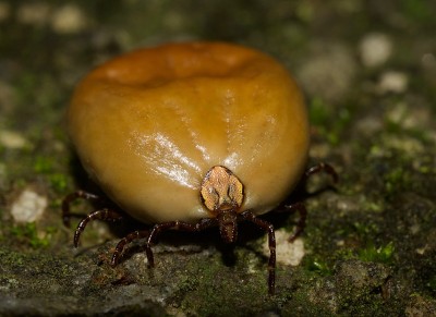蜱虫科学家aureolatum