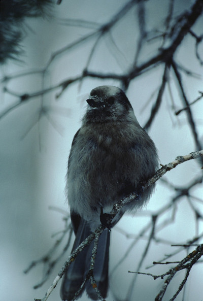 加拿大杰伊(Perisoreus Canada)