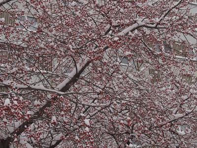 苹果在雪地上