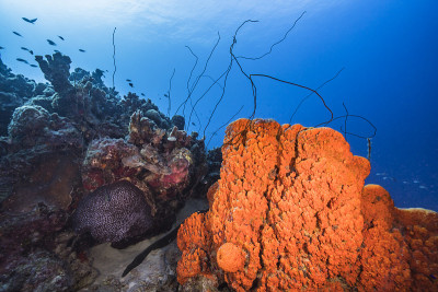 在库拉索岛附近的加勒比海，有各种各样的鱼、珊瑚和海绵在蓝绿色的珊瑚礁水中