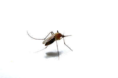 按蚊