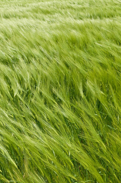 小麦种植地和风力